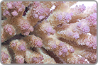 Pink Lemonade Polystoma